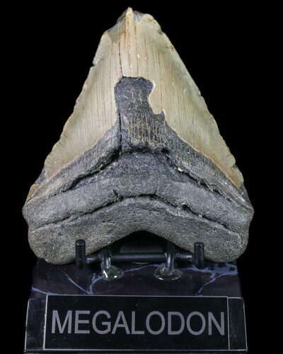 Bargain, Fossil Megalodon Tooth - North Carolina #80109